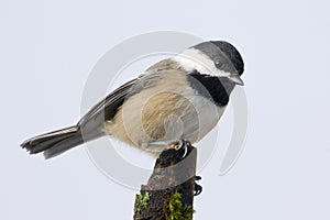 Black Capped Chickadee Small Bird