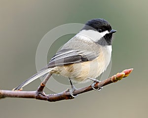 Black Capped Chickadee Small Bird Poecile atricapillus