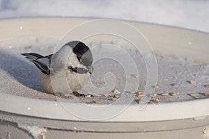 Black-capped Chickadee at the Feeder