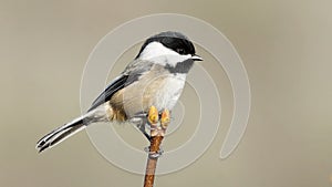 Chickadee Black capped Perched Bird Poecile atricapillus