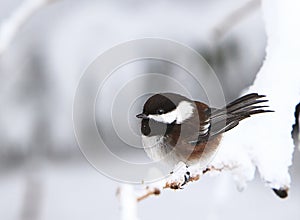 A Black-Capped Chickadee on Snowy branch