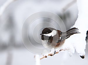 Uccello americano sul nevoso ramo 