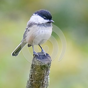 Black Capped Chickadee Song Bird Sitting on Stump