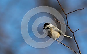 Black-Capped Chickadee songbird perched on small branch