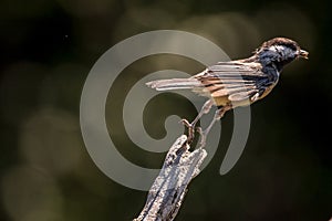 Black Capped Chickadee taking flight