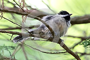 Black Capped Chickadee in a Tree