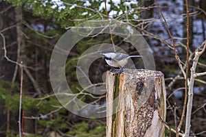 Black-capped Chickadee On A Tree Stump