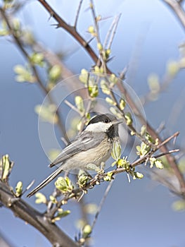 Black capped chickadee on a twig