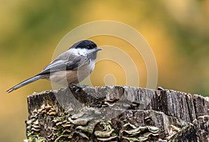 Black-capped Chickadee at Tylee Marsh, Rosemere, Quebec, Canada