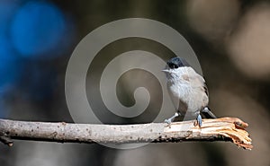 black capped chickadee or Willow tit (Poecile montanus) on a branch