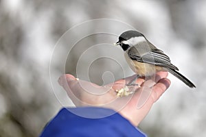 The Black-capped Chickadee