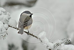 Black Capped Chickadee in Winter Snow