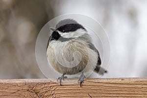 black capped chickadees