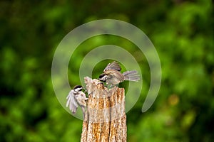 Black Capped Chickadees contesting a fence post