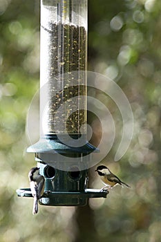 Black-Capped Chickadees