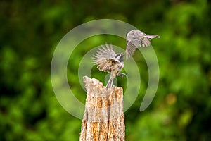 Black Capped Chickadees fighting