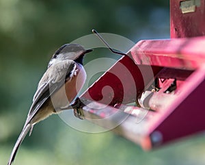 Black capped finch at birder feeder closeup. photo