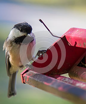 Black capped finch at birder feeder closeup. photo