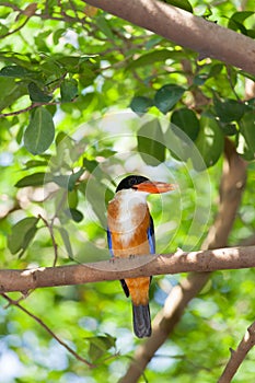 Black-capped king fisher bird