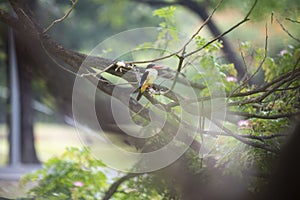 Black - capped kingfisher