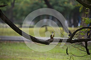 Black - capped kingfisher