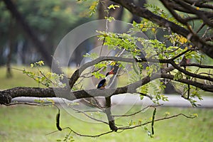 Black - capped kingfisher