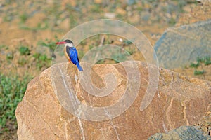 Black-capped Kingfisher