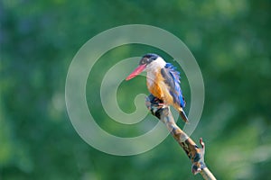 Black-capped Kingfisher