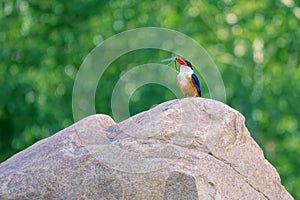 Black-capped Kingfisher