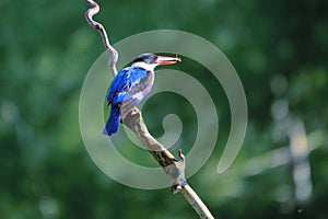 Black-capped Kingfisher