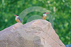 Black-capped Kingfisher