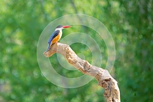 Black-capped Kingfisher