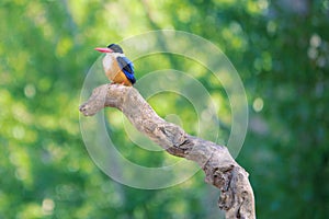 Black-capped Kingfisher