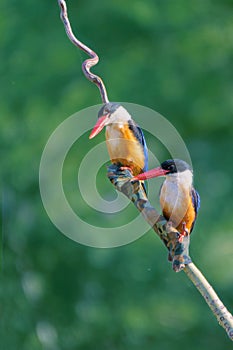 Black-capped Kingfisher