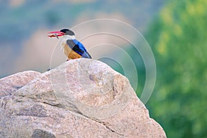 Black-capped Kingfisher