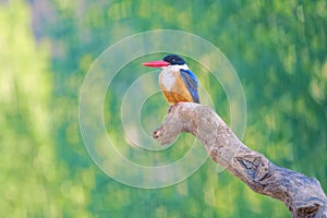 Black-capped Kingfisher