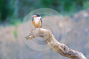 Black-capped Kingfisher