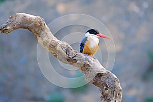 Black-capped Kingfisher