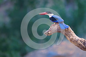 Black-capped Kingfisher