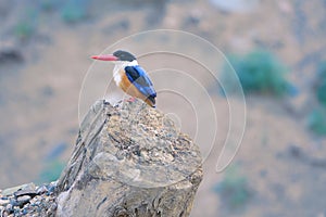 Black-capped kingfisher