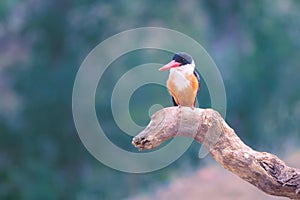 Black-capped kingfisher