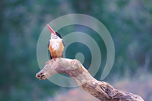 Black-capped kingfisher