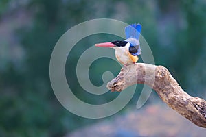 Black-capped kingfisher