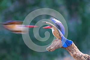 Black-capped kingfisher