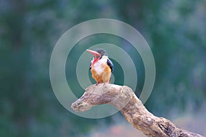 Black-capped kingfisher