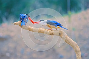 Black-capped kingfisher