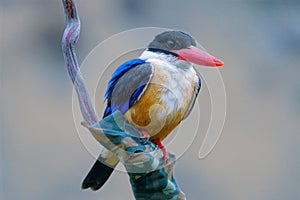 Black-capped kingfisher