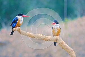 Black-capped Kingfisher