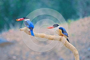 Black-capped Kingfisher