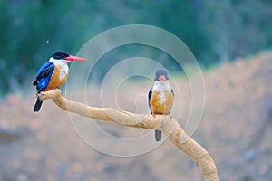 Black-capped kingfisher